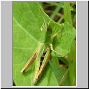 Chorthippus parallelus - Gemeiner Grashuepfer 13.jpg